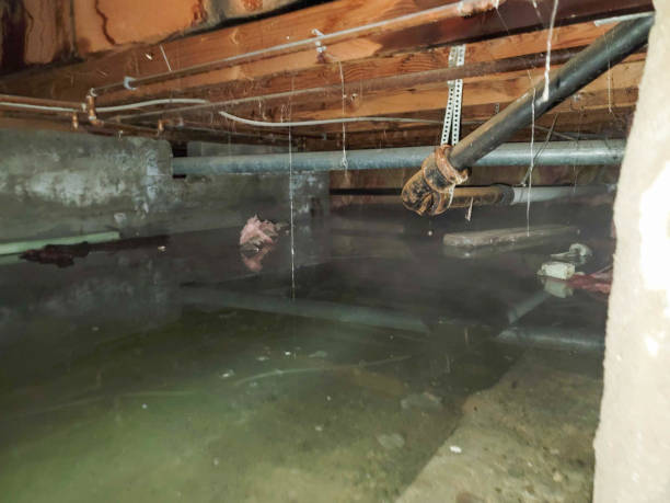 Carpet water damage restoration in Electra, TX