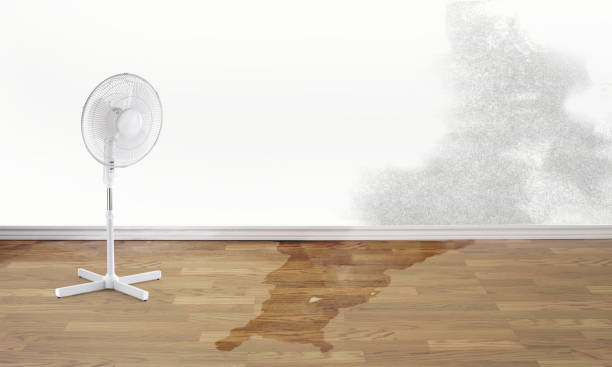 Best Water damage contractors near me  in Electra, TX